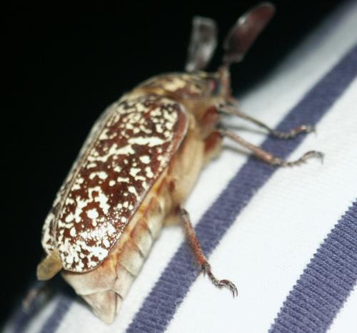 Polyphylla fullo
